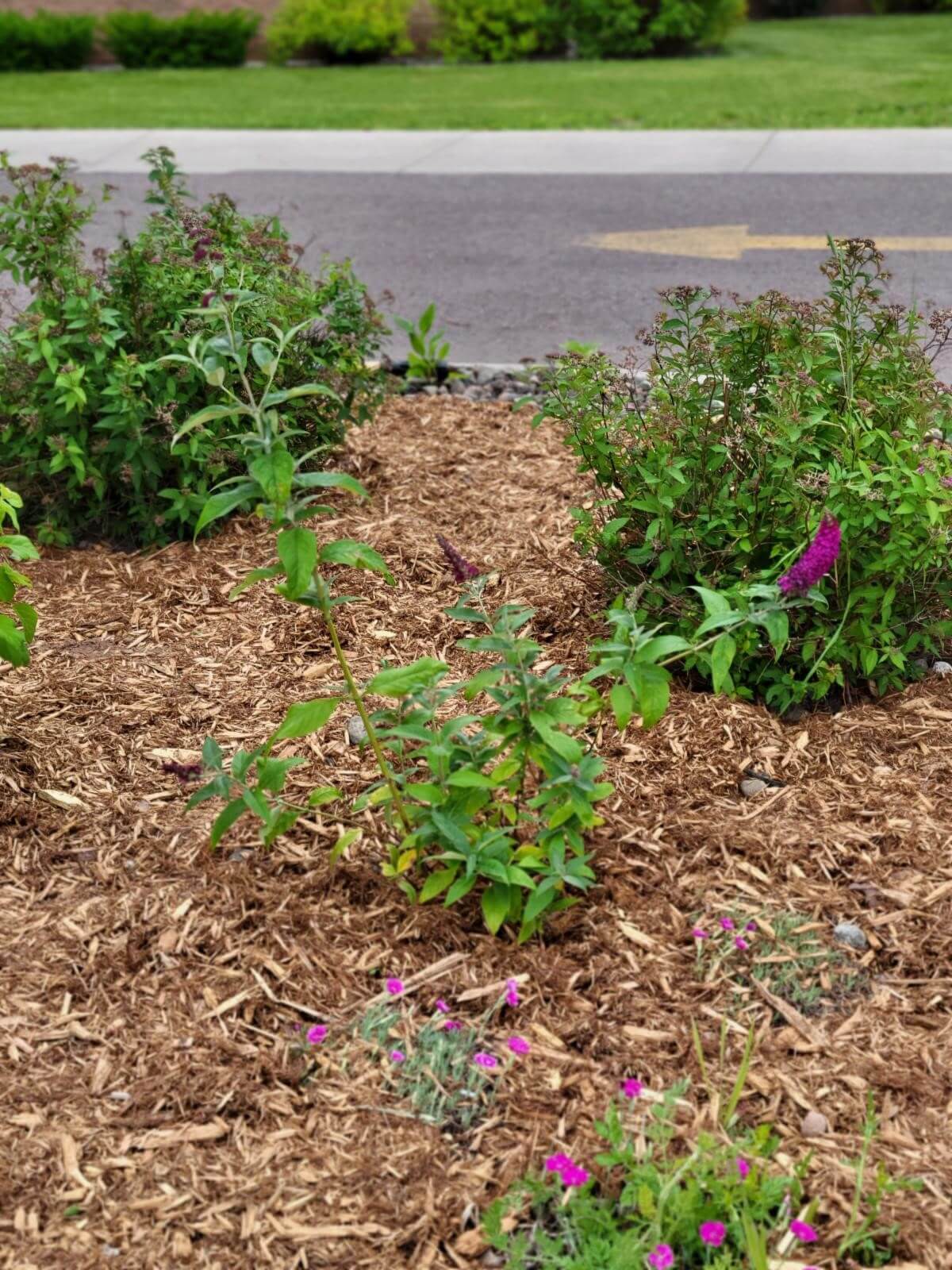 Butterfly garden at Aspirus Houghton Clinic