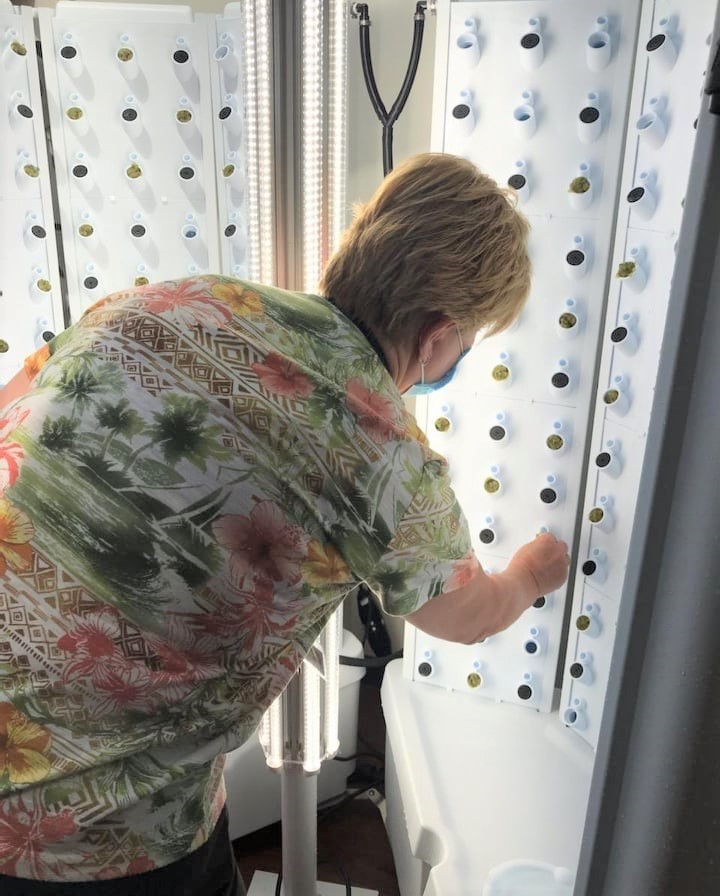 Aspirus staff member plants seedling in vertical, hydroponic garden.