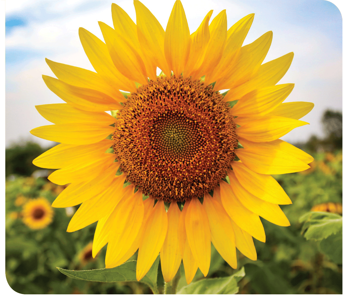 Sunflower Award